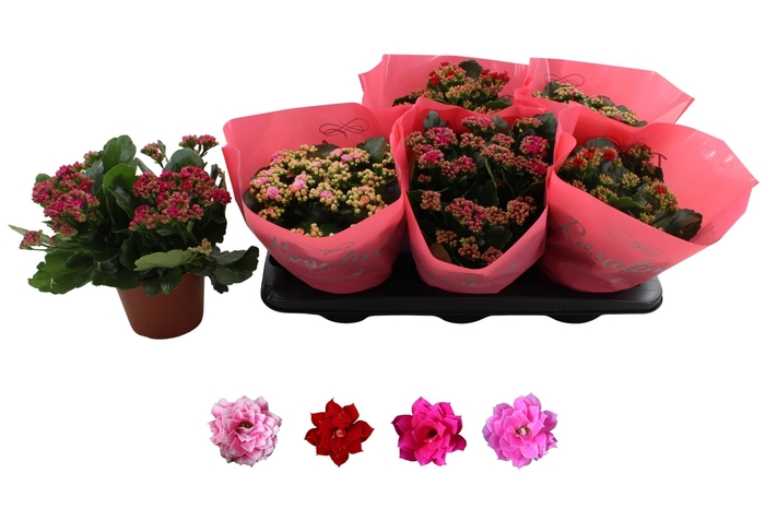 <h4>KAL GE RO GEM 4 KL</h4>