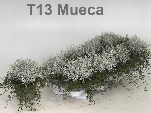 <h4>LEUCOPH BROWNII</h4>