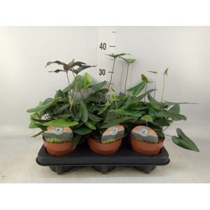 Hemionitis arifolia