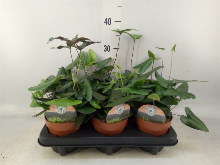 <h4>Hemionitis arifolia</h4>