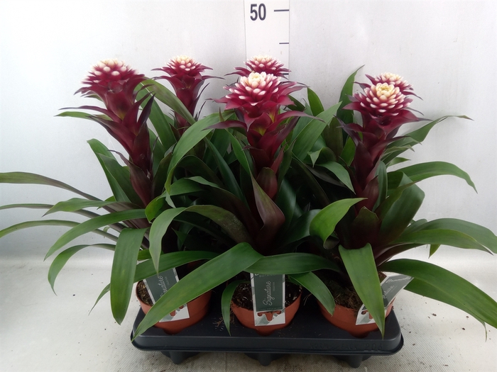 Guzmania  'Francesca'