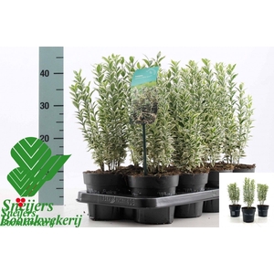 EUONYMUS JA WH SPIRE