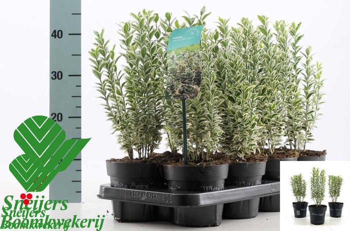 <h4>EUONYMUS JA WH SPIRE</h4>