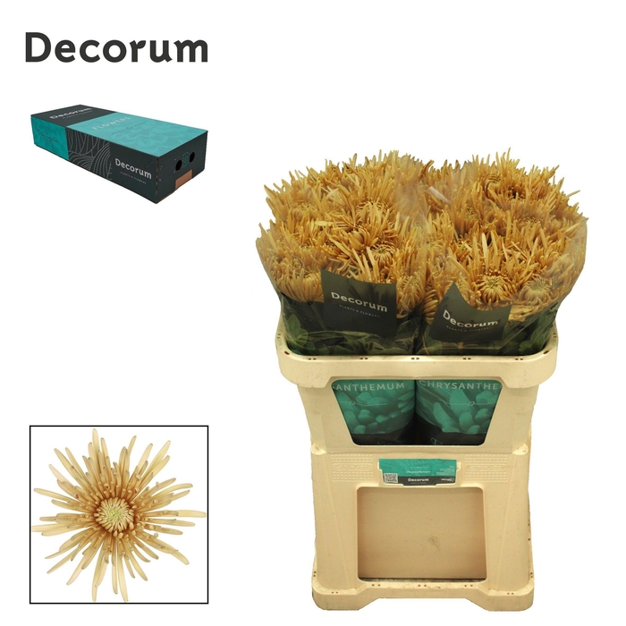 <h4>Chr G Cipria Salmon</h4>