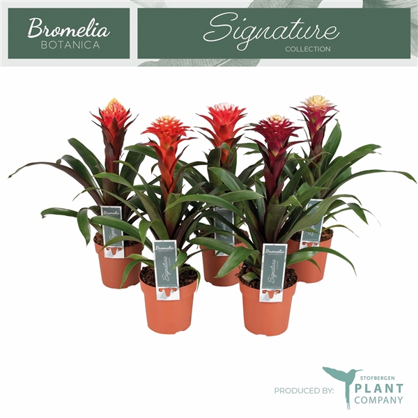 <h4>Guzmania gemengd 3 soorten</h4>