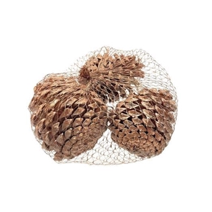 Pinecone Maritima 3pcs L10