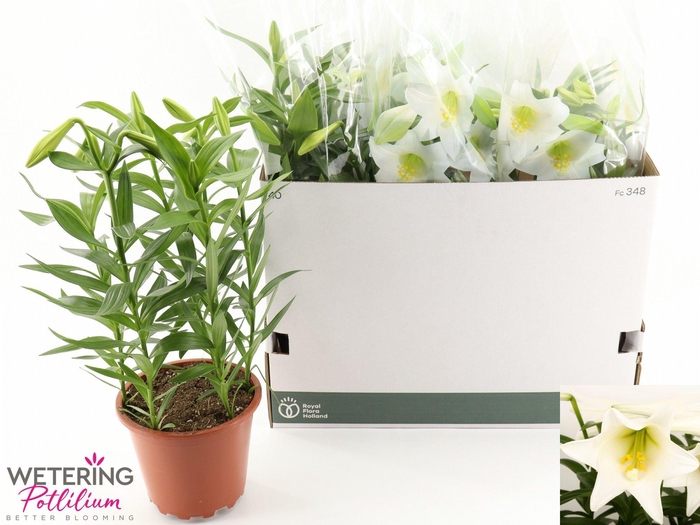 <h4>LIL LO MIRACLE</h4>