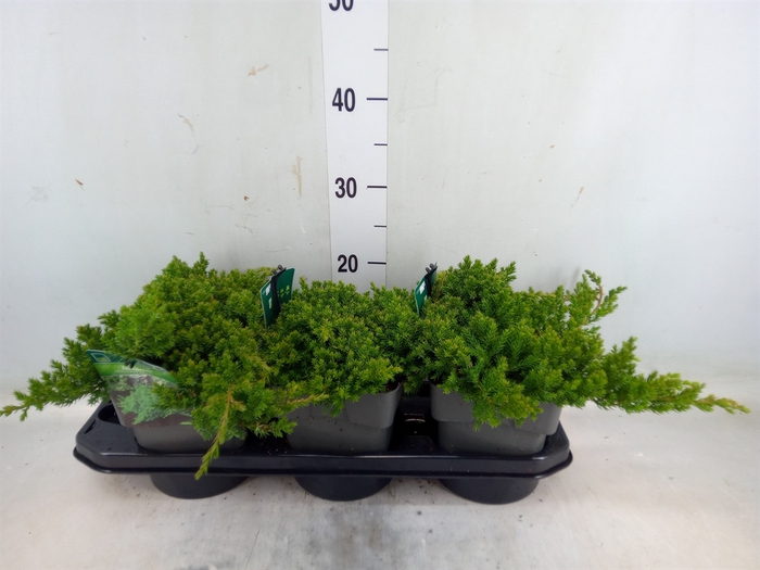 <h4>Juniperus procumbens 'Nana'</h4>