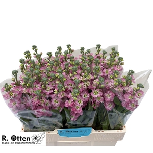 MATTH STOX ROSE PINK