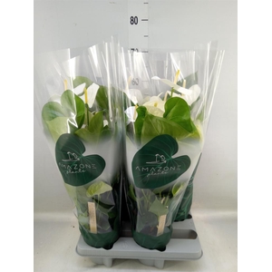 Anthurium andr. 'Samora'