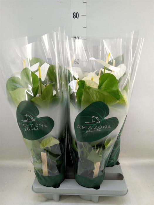 <h4>Anthurium andr. 'Samora'</h4>