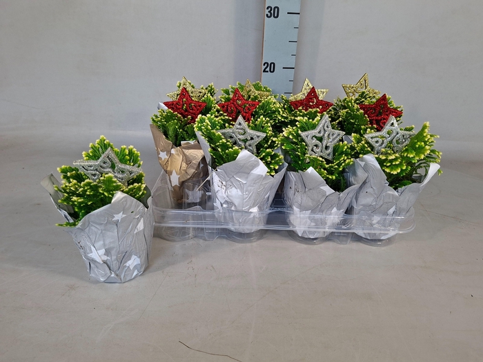 <h4>SELAG M JORI</h4>