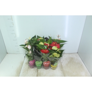 ANTHURIUM VARIADO P09