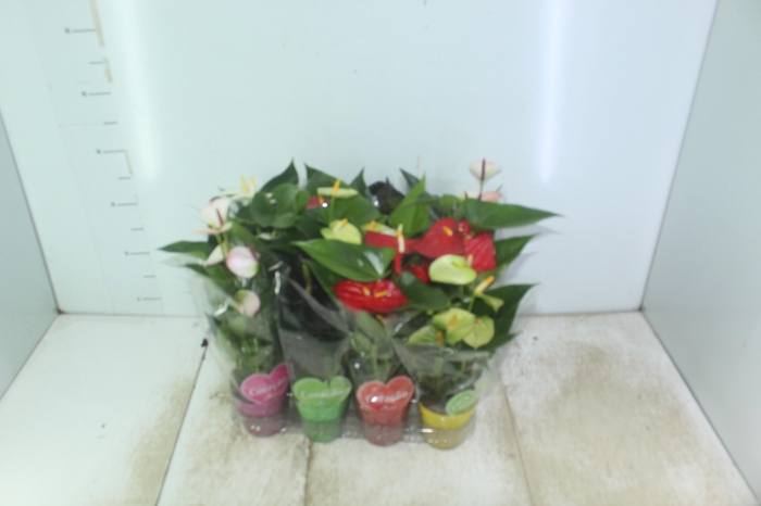 <h4>ANTHURIUM VARIADO P09</h4>