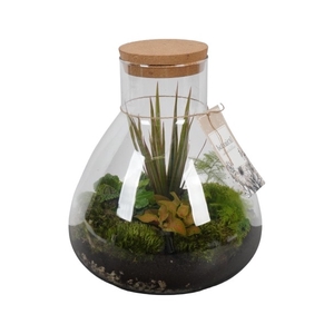 PTGB1839 Arrangement Terrarium