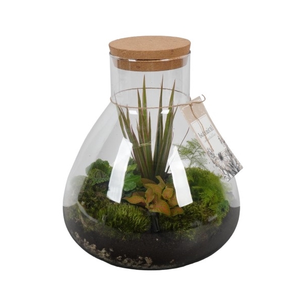 <h4>PTGB1839 Arrangement Terrarium</h4>