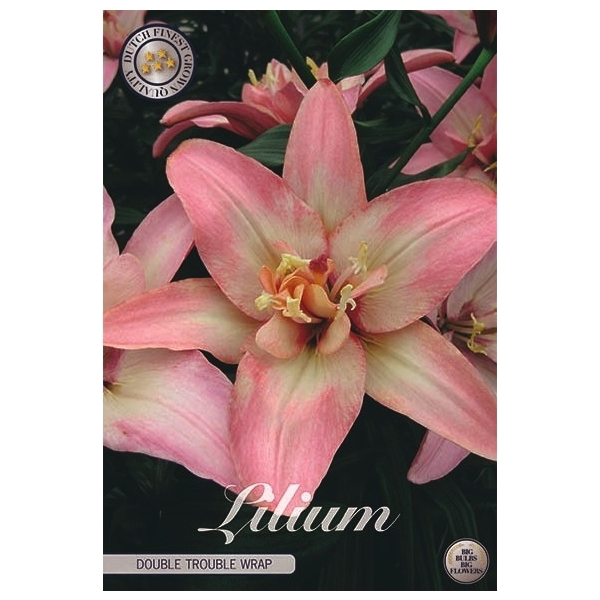 <h4>Lilium Trouble wrap x2 l</h4>