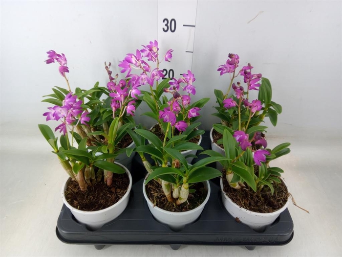 <h4>Dendrobium   ...</h4>