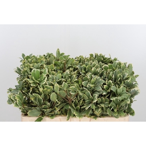 Pittosporum Ilan