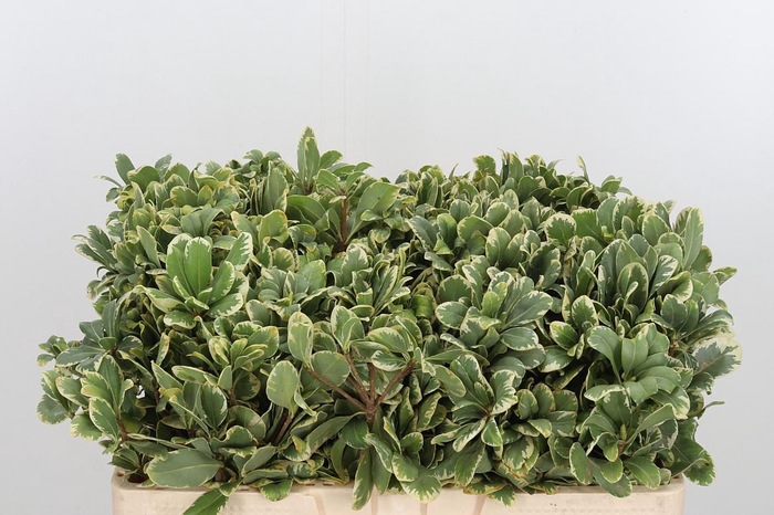 <h4>Pittosporum Ilan</h4>