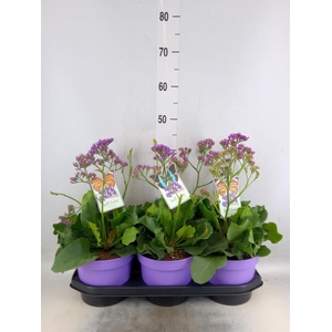 Limonium  'Salt Lake'