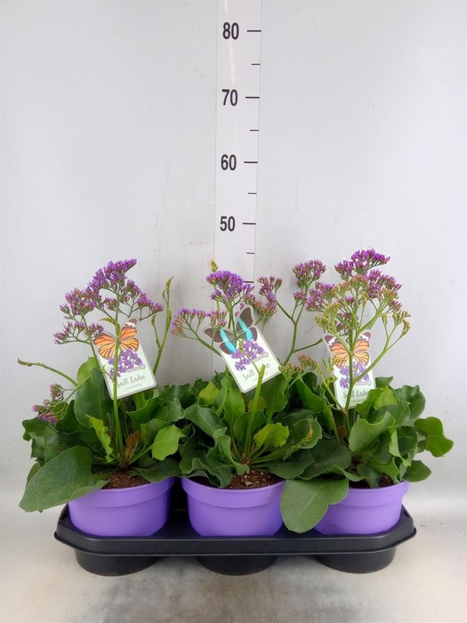 <h4>Limonium  'Salt Lake'</h4>