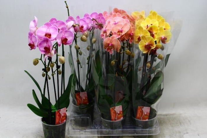 <h4>PHAL EL CASCADE</h4>
