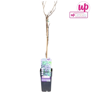 Wisteria floribunda Black Dragon P15