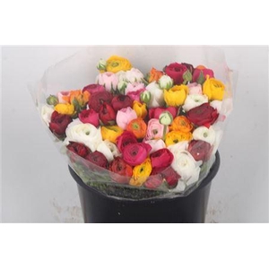 Ran Elegance Mix Super