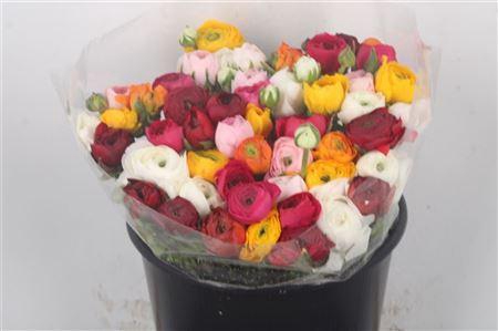 <h4>Ran Elegance Mix Super</h4>