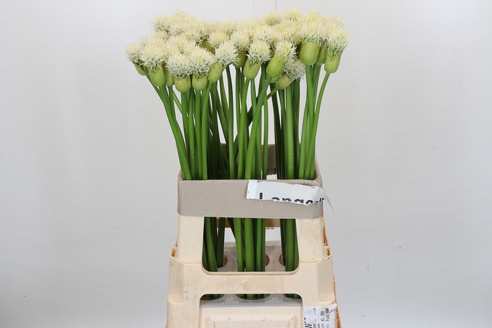 <h4>Allium White Empress</h4>