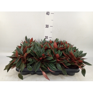 Peperomia  'Rocca Scuro'