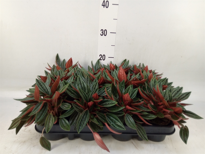 <h4>Peperomia  'Rocca Scuro'</h4>