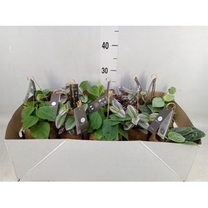 Planten Groen   ...mix  3