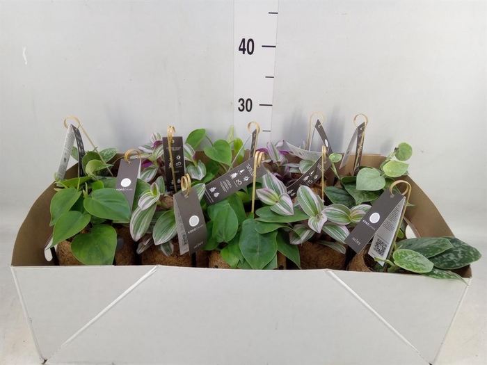 <h4>Planten Groen   ...mix  3</h4>