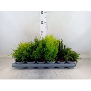 Conifers   ...mix