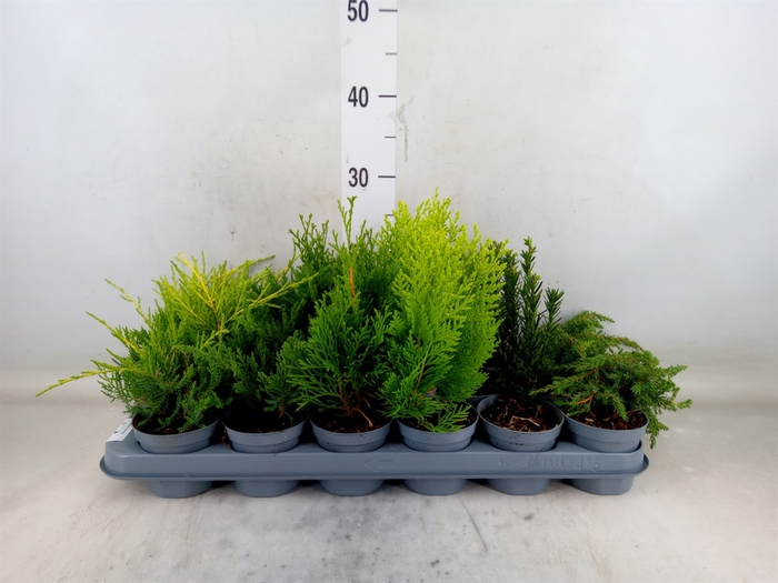 <h4>Conifers   ...mix</h4>