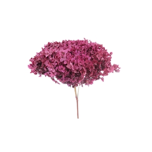 Dried Bleached Hydrangea Dark Raspberry