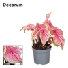 Caladium Sweetheart Decorum