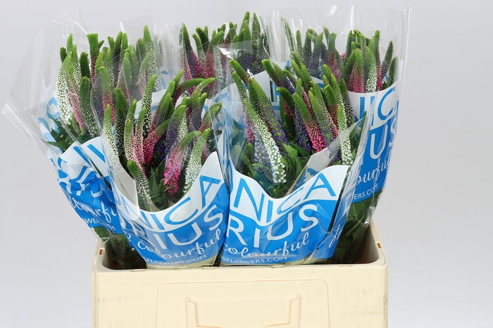 <h4>Veronica Colour Mix X 25</h4>