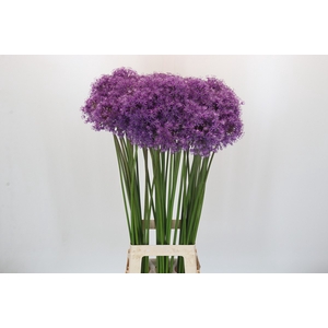 Allium Gladiator