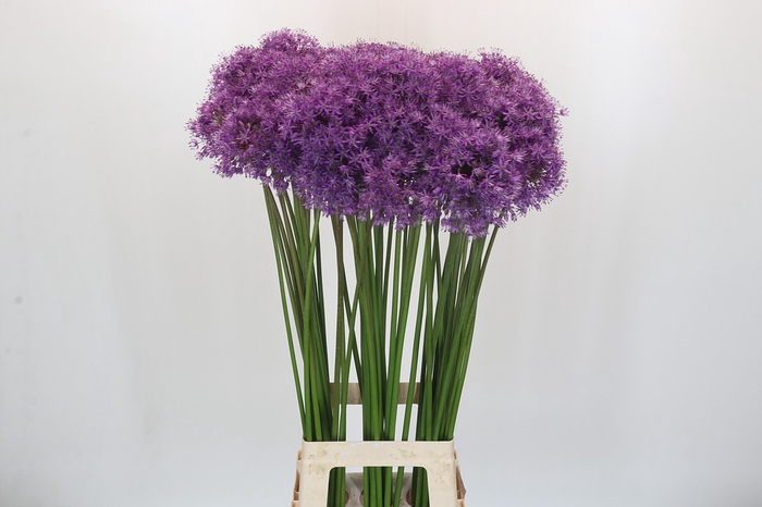 Allium Gladiator