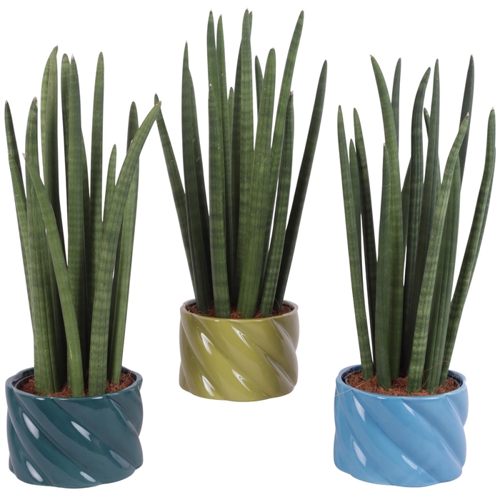 <h4>Sansevieria Cylin, Straight 14 Leaf Ø15cm in Ø17cm Ceramic FB674</h4>