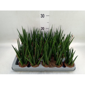 Sansevieria bacularis