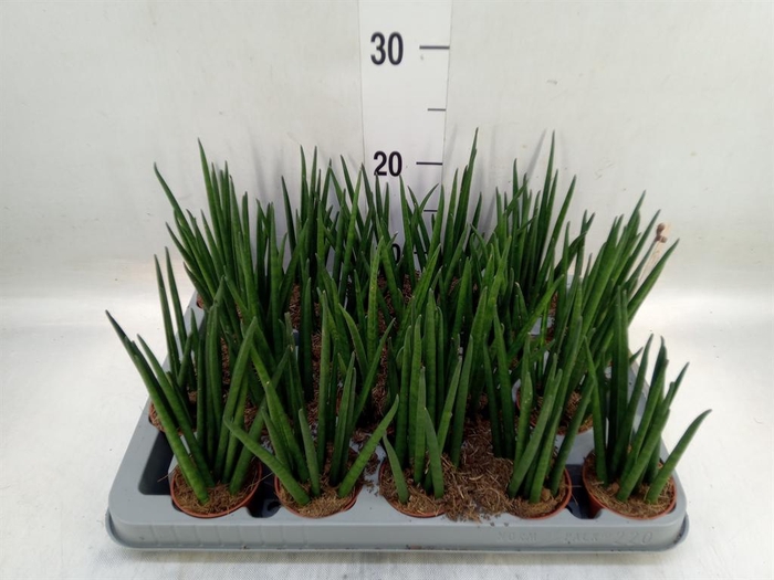 <h4>Sansevieria bacularis</h4>