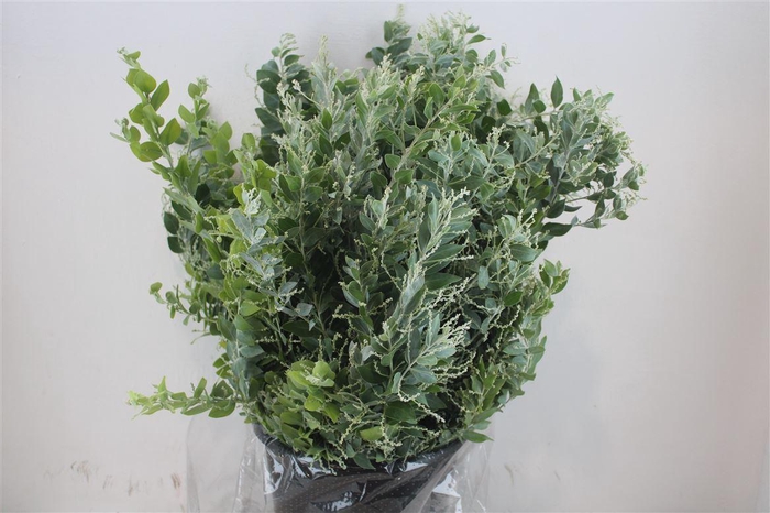 <h4>Mimosa Dennisbode P Bunch</h4>