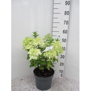 Hydrangea pan. Bobo 20-25 P23
