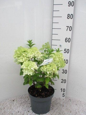<h4>Hydrangea pan. Bobo 20-25 P23</h4>