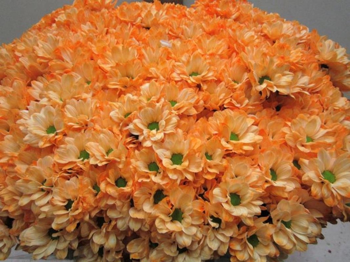 <h4>Chr T Bacardi Zalm</h4>