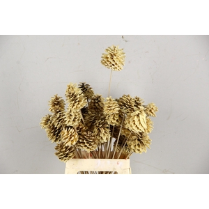 Stick Pine Cone Bleached